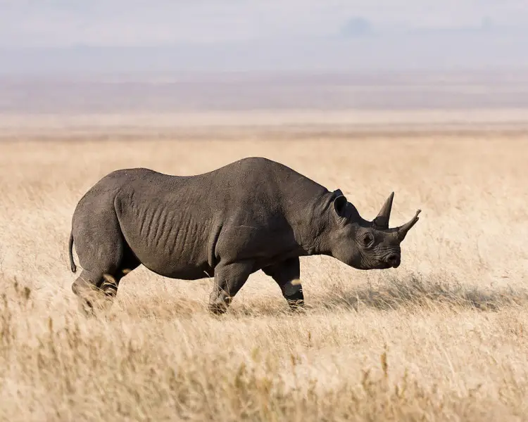 Black Rhinoceros - Facts, Diet, Habitat & Pictures on 