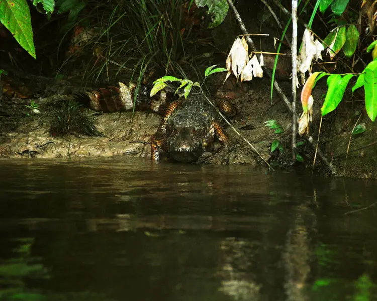 Smooth-Fronted Caiman