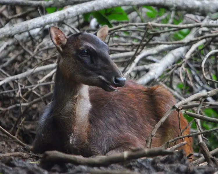 Philippine Deer - Facts, Diet, Habitat & Pictures on 