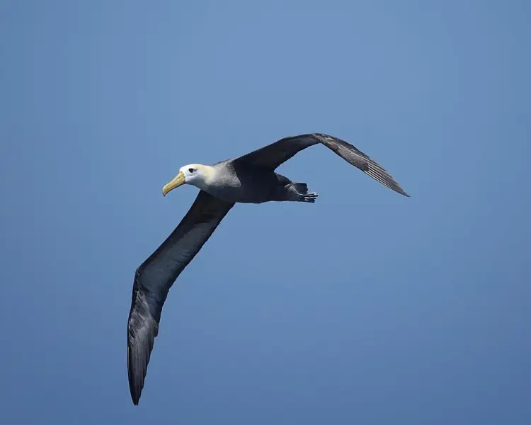 Gliding Animals Gliding Animals