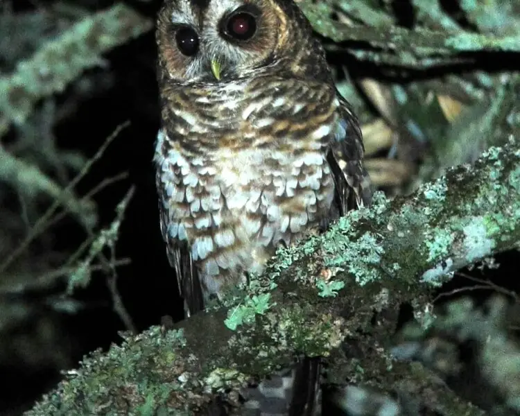 Rufous-banded owl