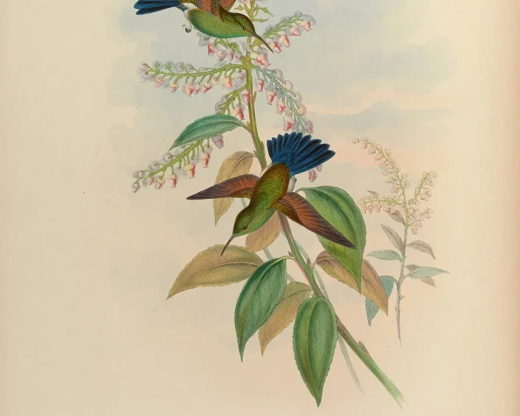 Blue-tailed hummingbird