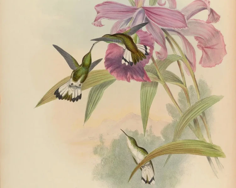 Microchera chionura факти, дієта, ареал і фотографії на Animalia.bio