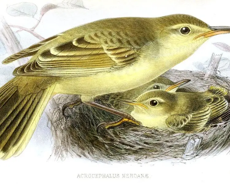 Southern Marquesan reed warbler