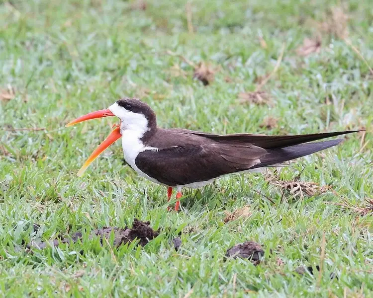 African skimmer Facts, Diet, Habitat & Pictures on Animalia.bio