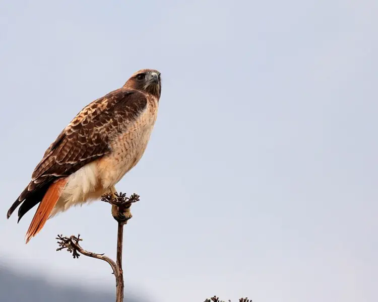 Southwestern red-tailed hawk