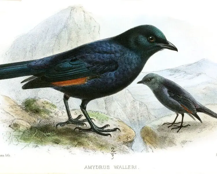 Waller's starling