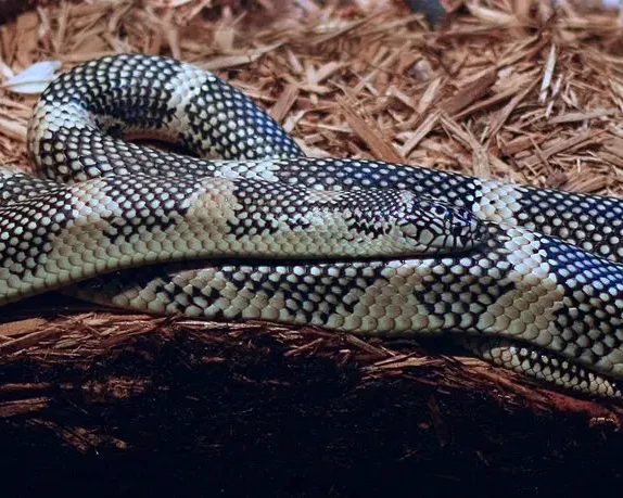 Lampropeltis getula meansi
