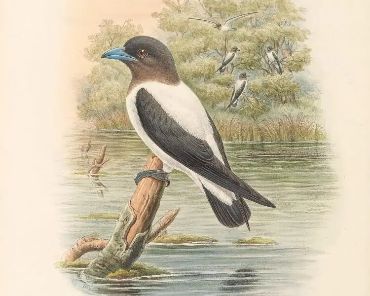 Ivory-backed woodswallow