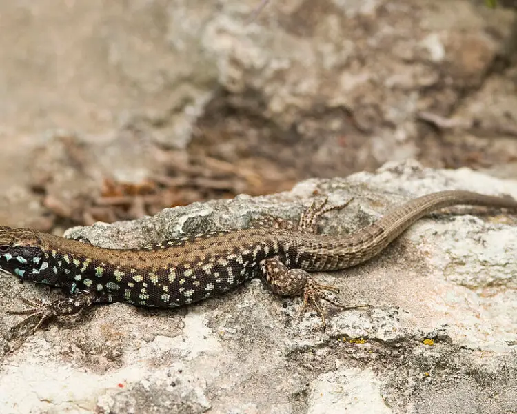 Milos wall lizard
