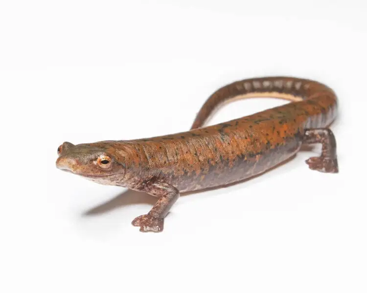 Cocle salamander
