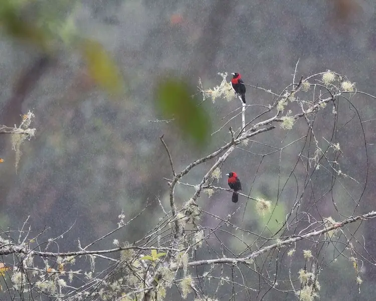 Crimson-collared tanager
