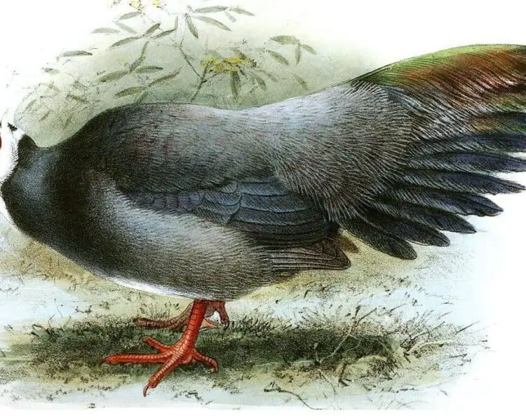 Crossoptilon harmani Facts, Diet, Habitat & Pictures on Animalia.bio