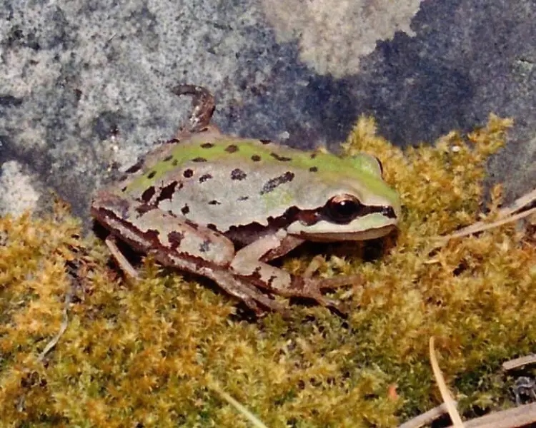 Dryophytes eximius