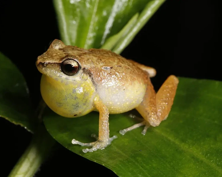 Eleutherodactylus abbotti Fakten, Ernährung, Lebensraum & Bilder auf
