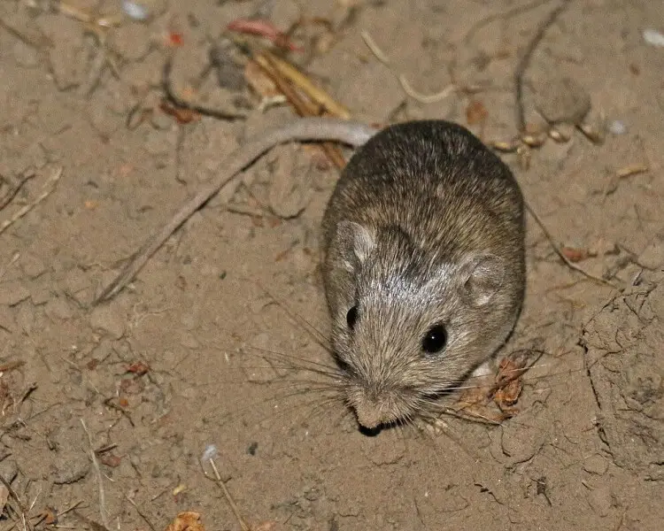 Little pocket mouse