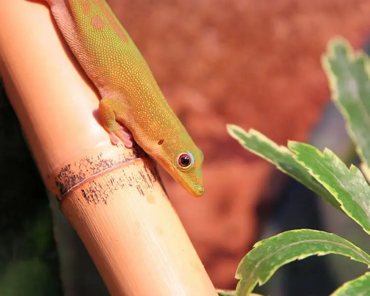 Phelsuma dubia Facts, Diet, Habitat & Pictures on Animalia.bio