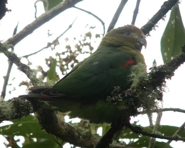 Rusty-faced parrot