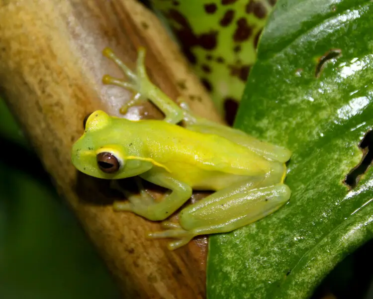 La Loma tree frog