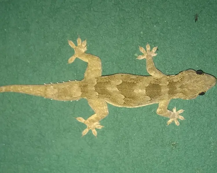 Leschenault's leaf-toed gecko