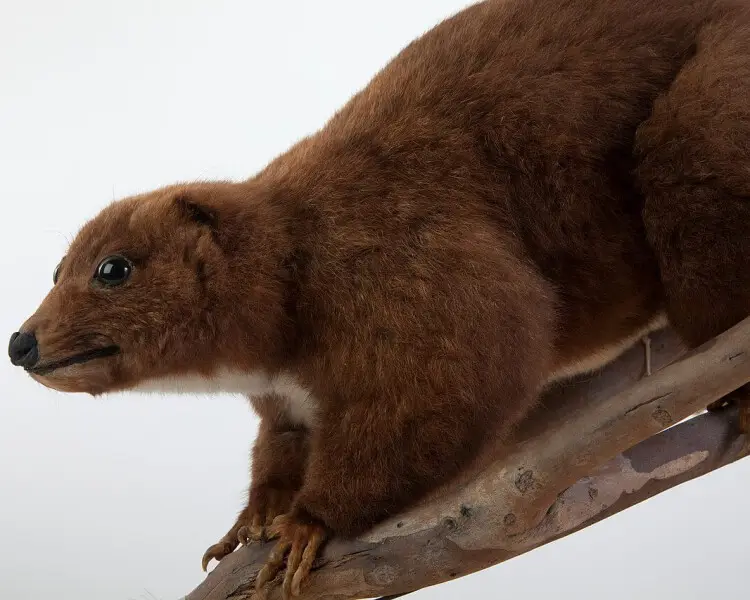 Mountain cuscus Facts, Diet, Habitat & Pictures on Animalia.bio