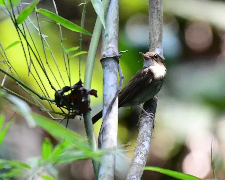 Nicobar jungle flycatcher