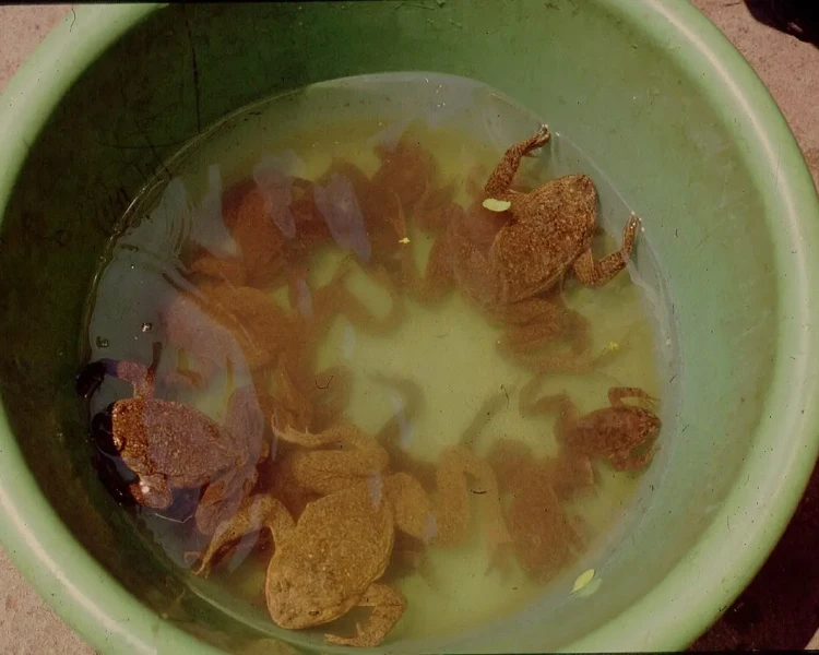 Telmatobius macrostomus Fatti, dieta, habitat e immagini su Animalia.bio