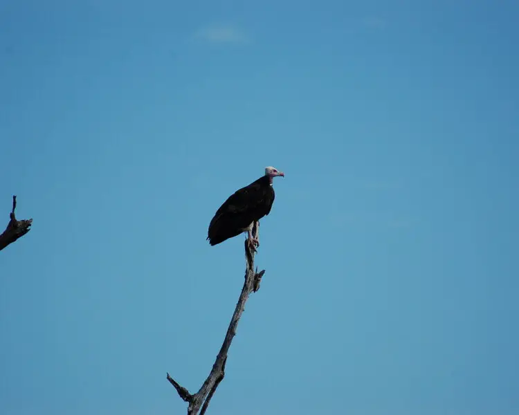 White-headed vulture - Facts, Diet, Habitat & Pictures on Animalia.bio