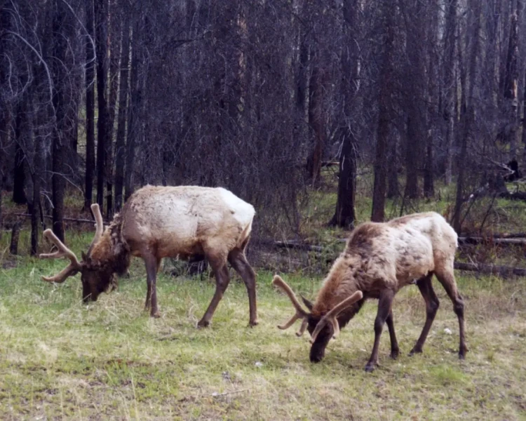 Manitoban elk