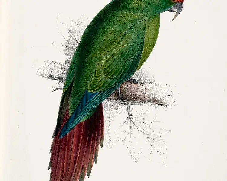 Slender-billed parakeet