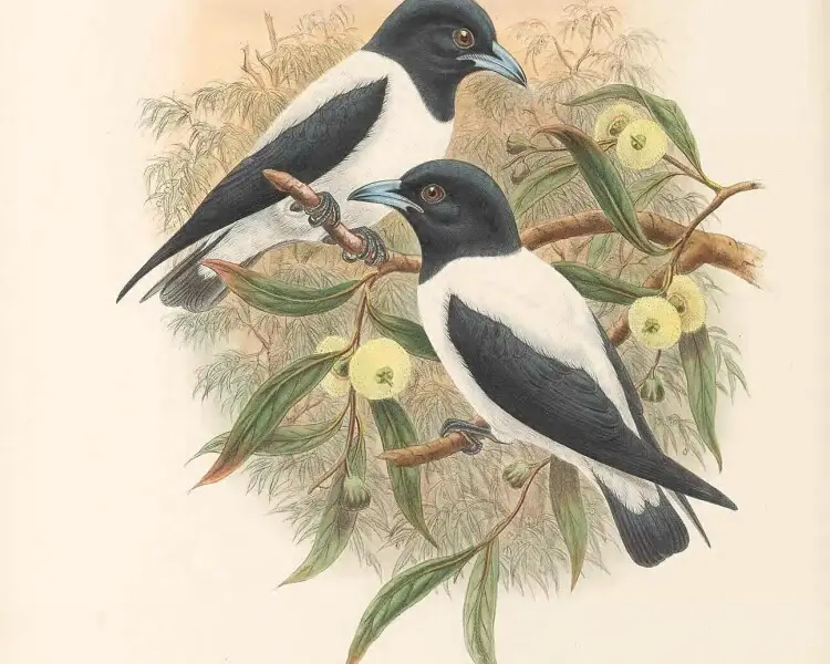 White-backed woodswallow