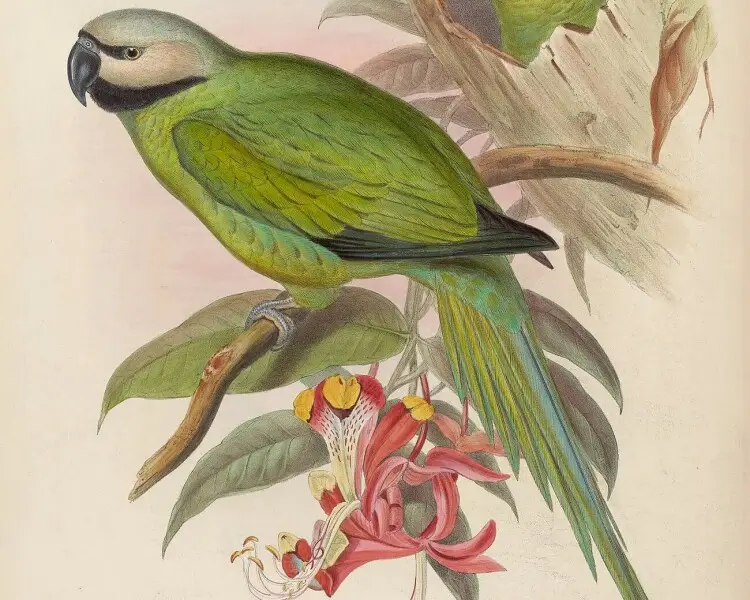 Nicobar parakeet