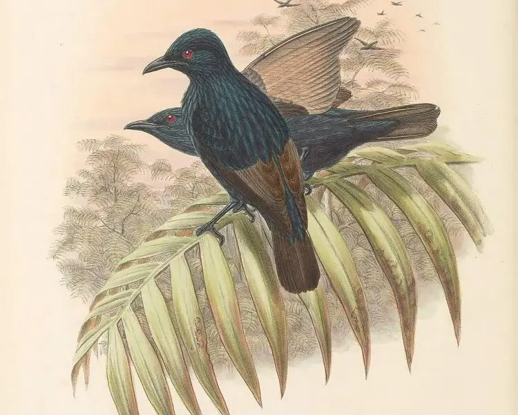 Brown-winged starling