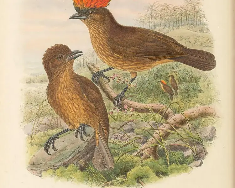 Streaked bowerbird