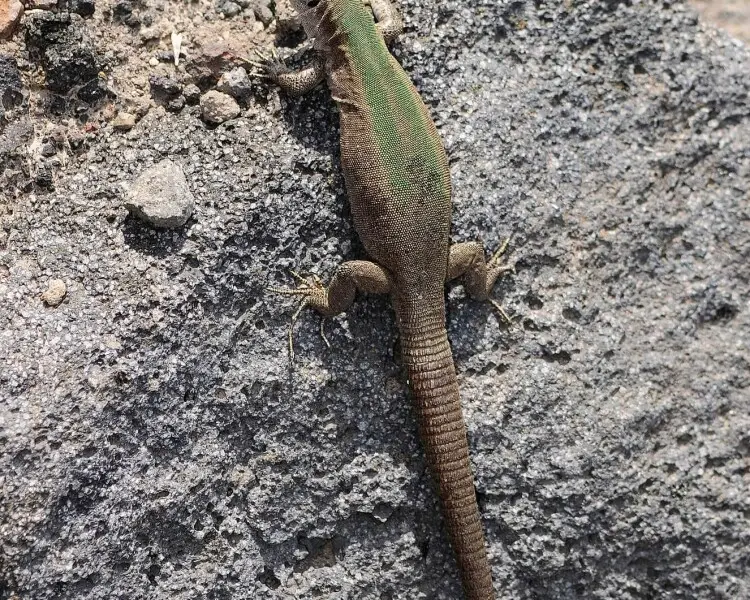 Aeolian wall lizard
