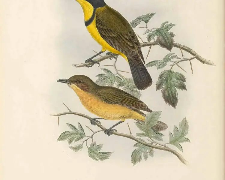 Yellow-throated whistler