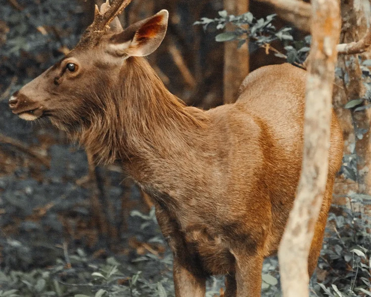 Sri Lankan sambar deer - Facts, Diet, Habitat & Pictures on 