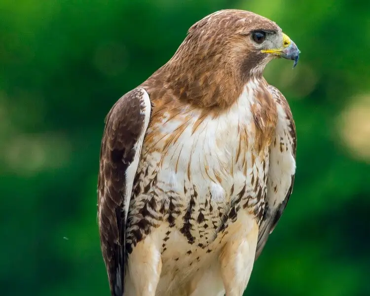Eastern red-tailed hawk