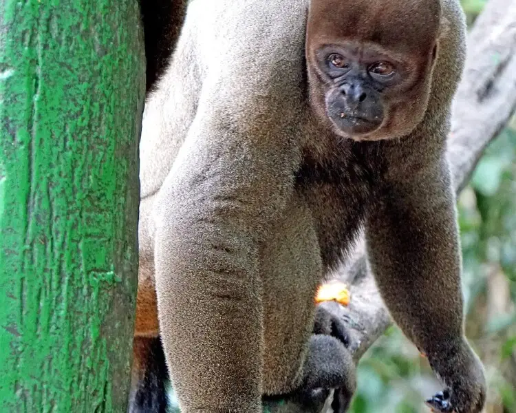 Datos de Mono gris, dieta, hábitat e imágenes en