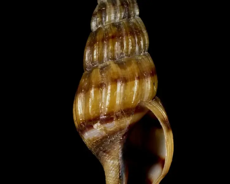 Anentome helena Facts, Diet, Habitat & Pictures on Animalia.bio