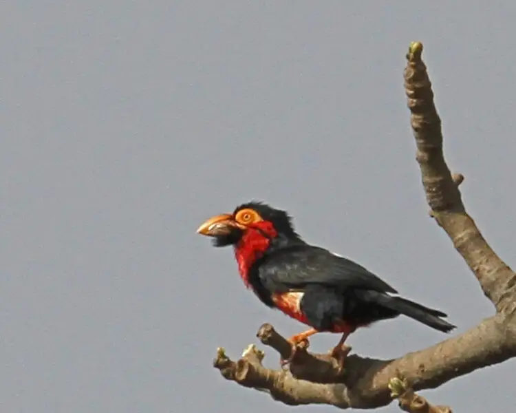 can a barbet live in chad