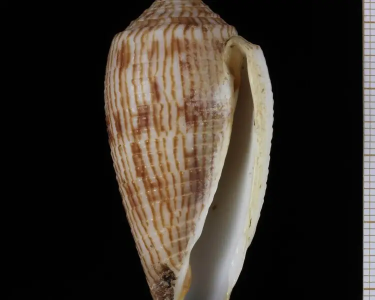 Conus australis