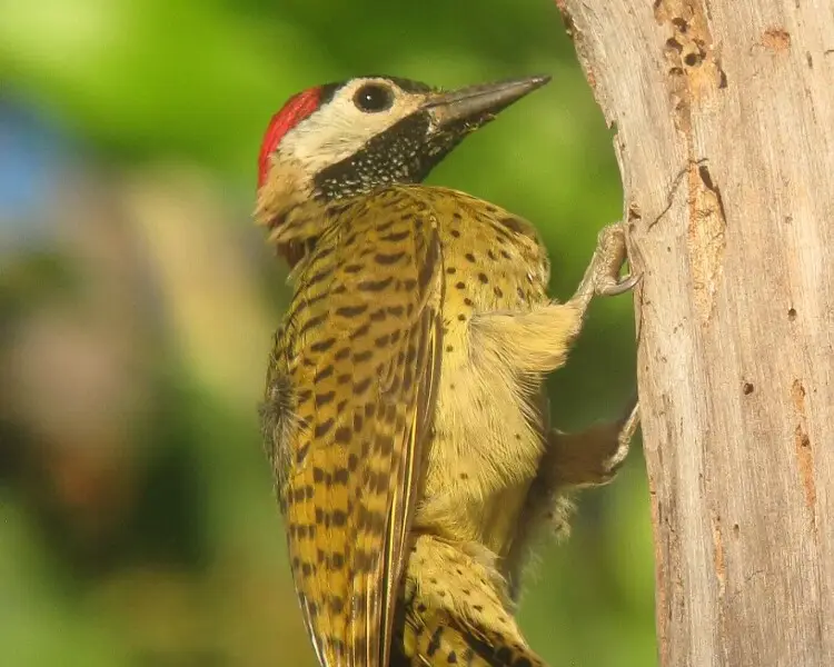 Spot-breasted woodpecker