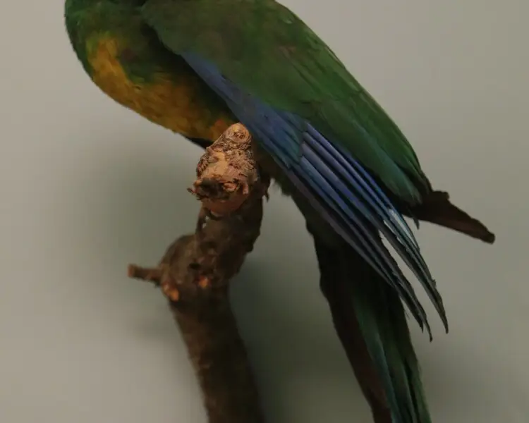 Masked shining parrot