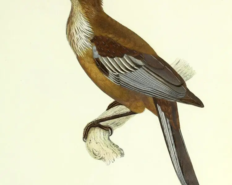 New Caledonian friarbird