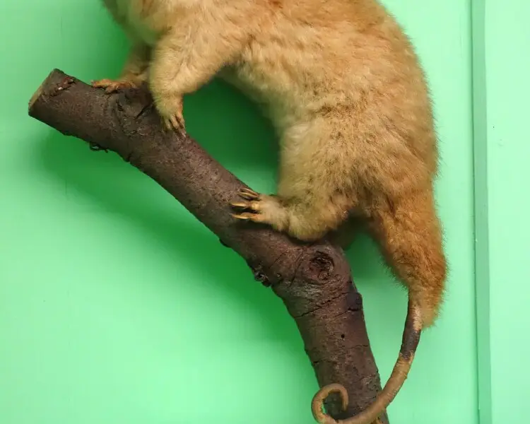 Northern common cuscus Facts, Diet, Habitat & Pictures on Animalia.bio