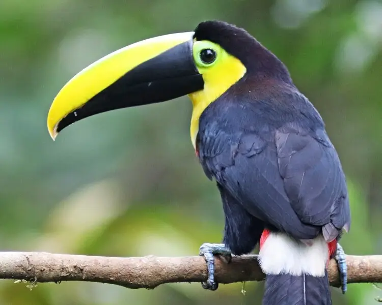 Choco toucan