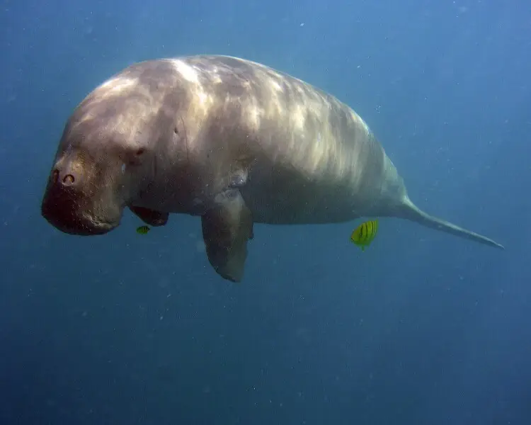 Dugong - Facts, Diet, Habitat & Pictures on 