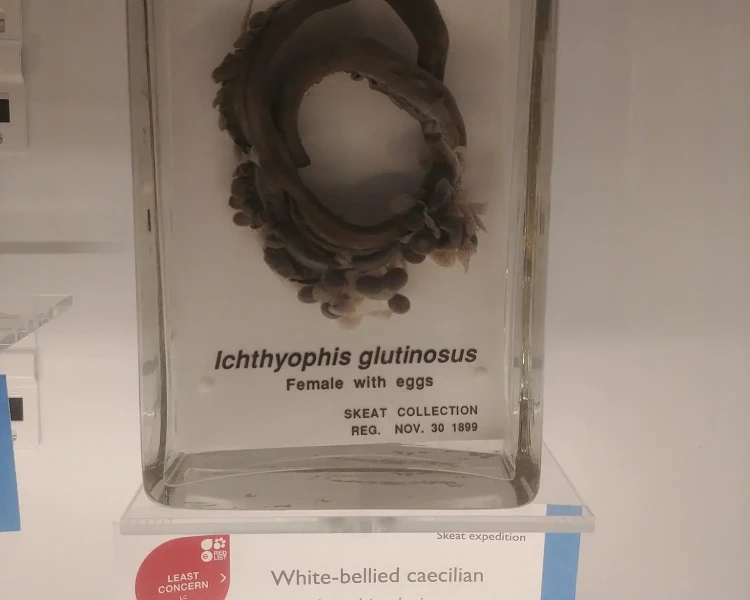 Ichthyophis glutinosus