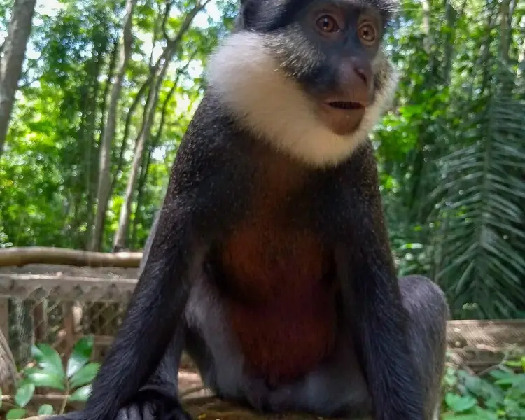 White-throated guenon